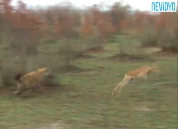 黑斑羚趁鬣狗不注意立刻逃跑