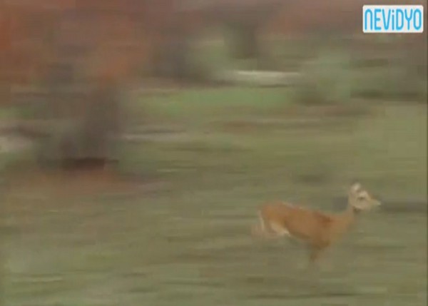 黑斑羚:莎唷娜娜~goodbye~