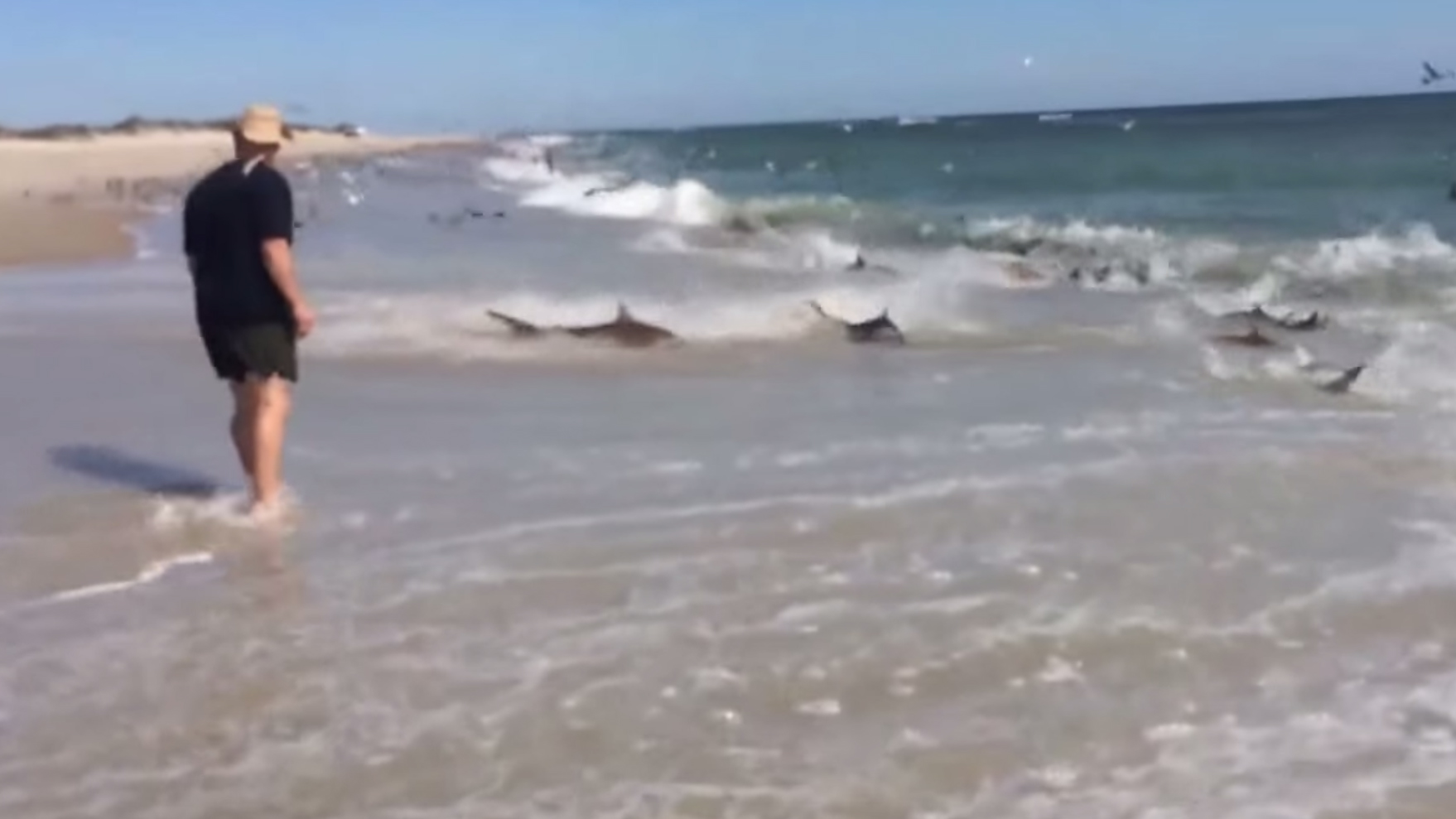 美国北卡罗莱纳州超过100只鲨鱼在浅滩上疯狂捕食蓝鱼