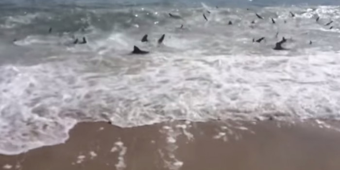 美国北卡罗莱纳州超过100只鲨鱼在浅滩上疯狂捕食蓝鱼