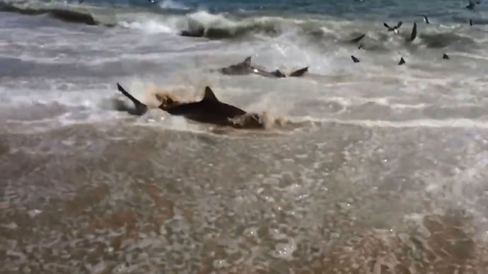 美国北卡罗莱纳州超过100只鲨鱼在浅滩上疯狂捕食蓝鱼