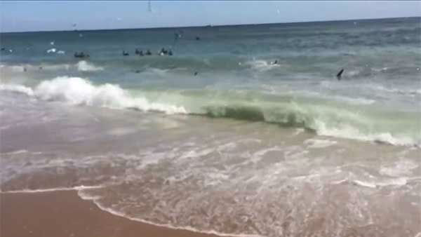 美国北卡罗莱纳州超过100只鲨鱼在浅滩上疯狂捕食蓝鱼