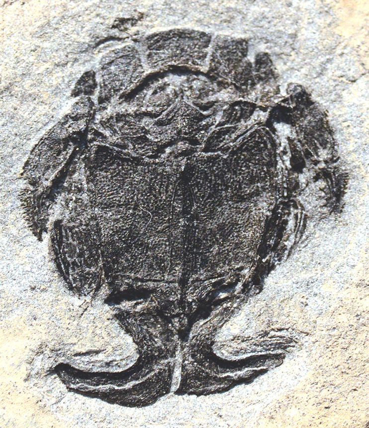 �����С֫�㡹��Microbrachius������������Խ������Ե������٣�������ֻ��������״����֫�Ľ�β�����������ǳ�����֪����������ܾ��ļ�׵�����У������