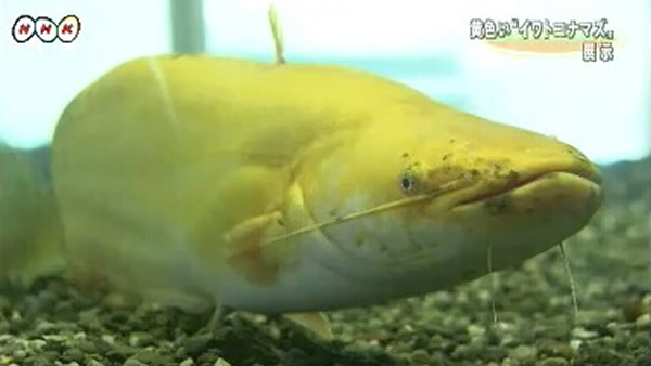 日本草津市琵琶湖博物馆展出罕见通体黄色石鲶