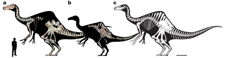 新发现的奇异恐手龙(Deinocheirus mirificus)复原图