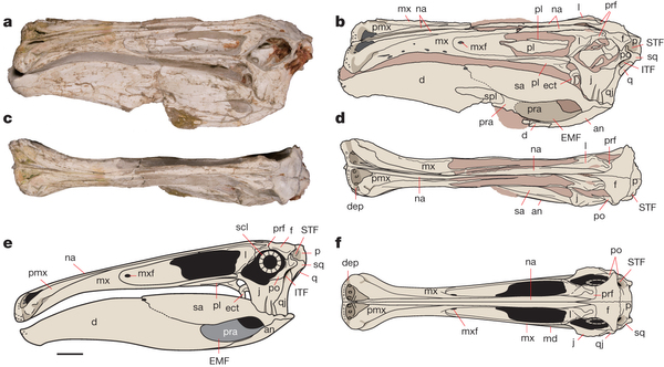 新发现的奇异恐手龙(Deinocheirus mirificus)化石