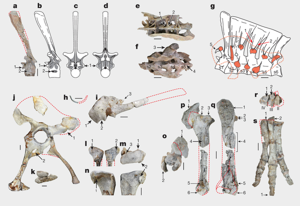 新发现的奇异恐手龙(Deinocheirus mirificus)化石