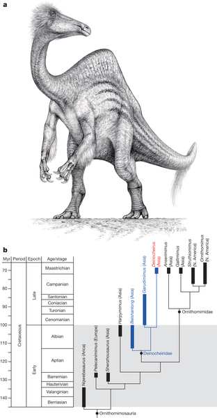 新发现的奇异恐手龙(Deinocheirus mirificus)化石