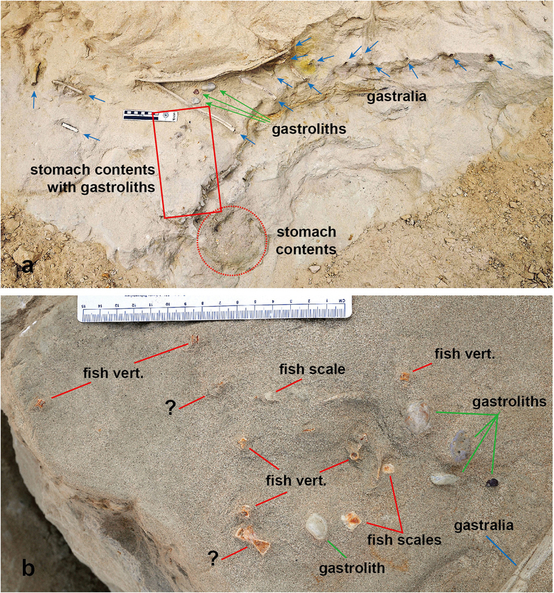 新发现的奇异恐手龙(Deinocheirus mirificus)化石