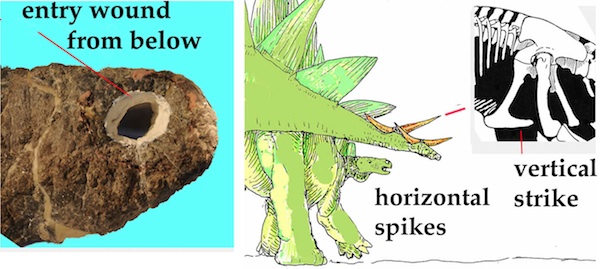 剑龙尾巴给捕食性异龙耻骨上的一道致命刺伤