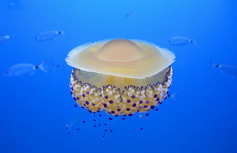 这种特殊水母的学名就叫蛋黄水母(Cotylorhiza tuberculata)
