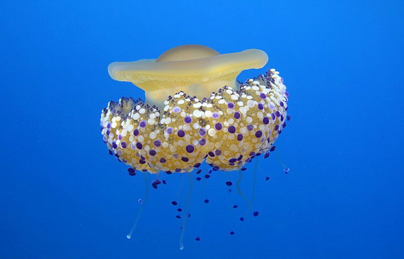 蛋黄水母的伞形钟状物上有许多明亮的蓝色光球,非常醒目,使水母又像蛋黄,又像彩灯