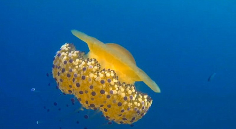 与其他水母相比,蛋黄水母更安全,因为其叮刺几乎对人类没有影响