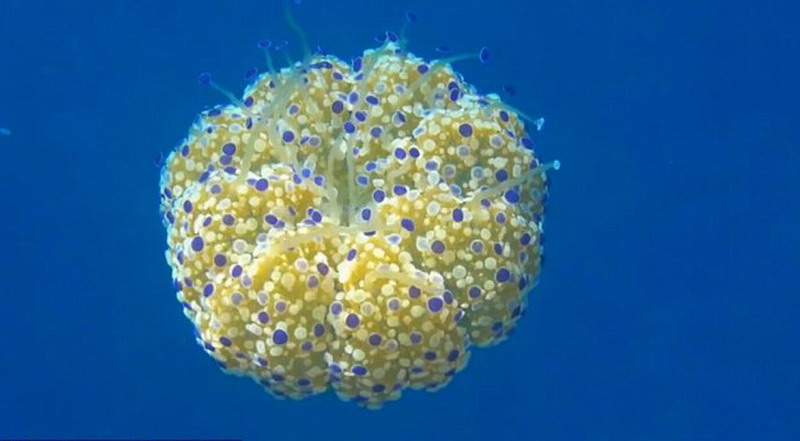 地中海、爱琴海、亚得里亚海是蛋黄水母最常见的几个海域