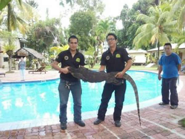 沙野生动物局救援组花费20分钟,终成功将大壁虎擒获。