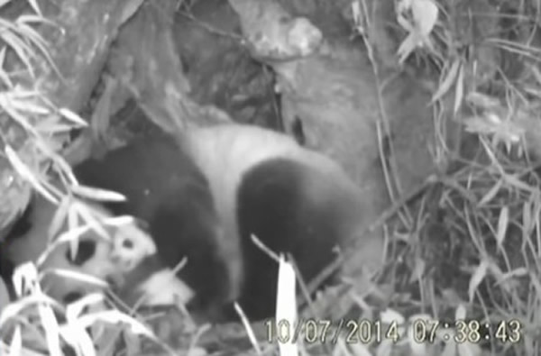 用红外线触发相机记录到野生大熊猫抚育幼子过
