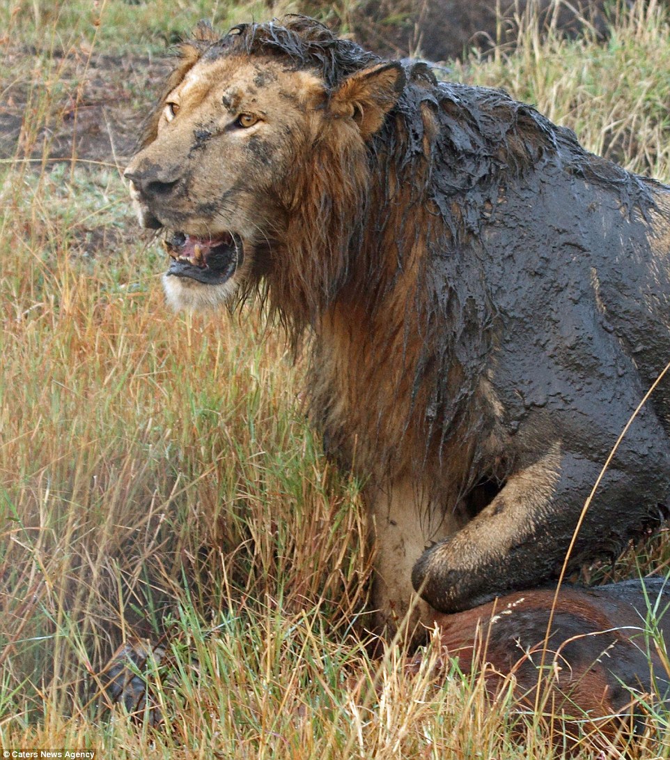 ����һĻ��������ʨ��ʳ����ʱˤ�á�����������