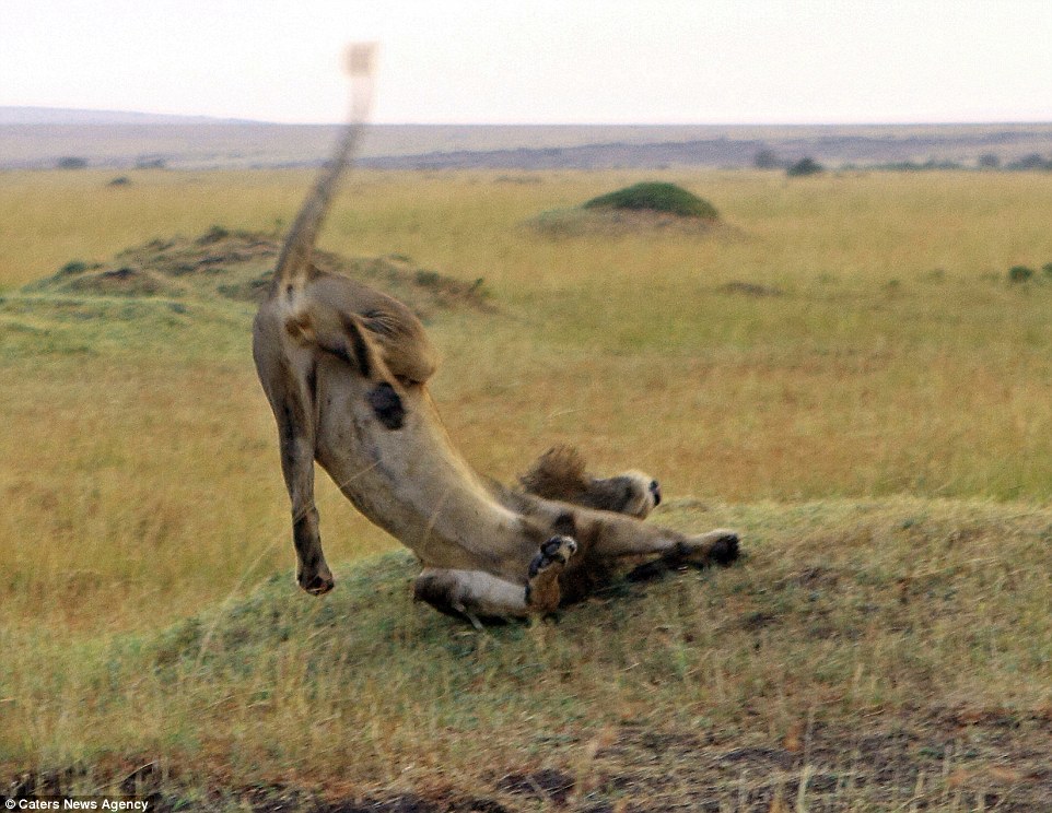 ����һĻ��������ʨ��ʳ����ʱˤ�á�����������