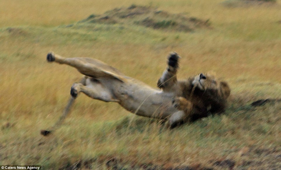 ����һĻ��������ʨ��ʳ����ʱˤ�á�����������