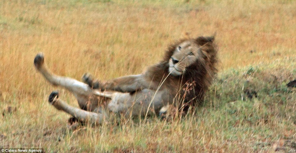 ����һĻ��������ʨ��ʳ����ʱˤ�á�����������