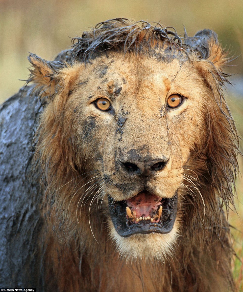 ����һĻ��������ʨ��ʳ����ʱˤ�á�����������