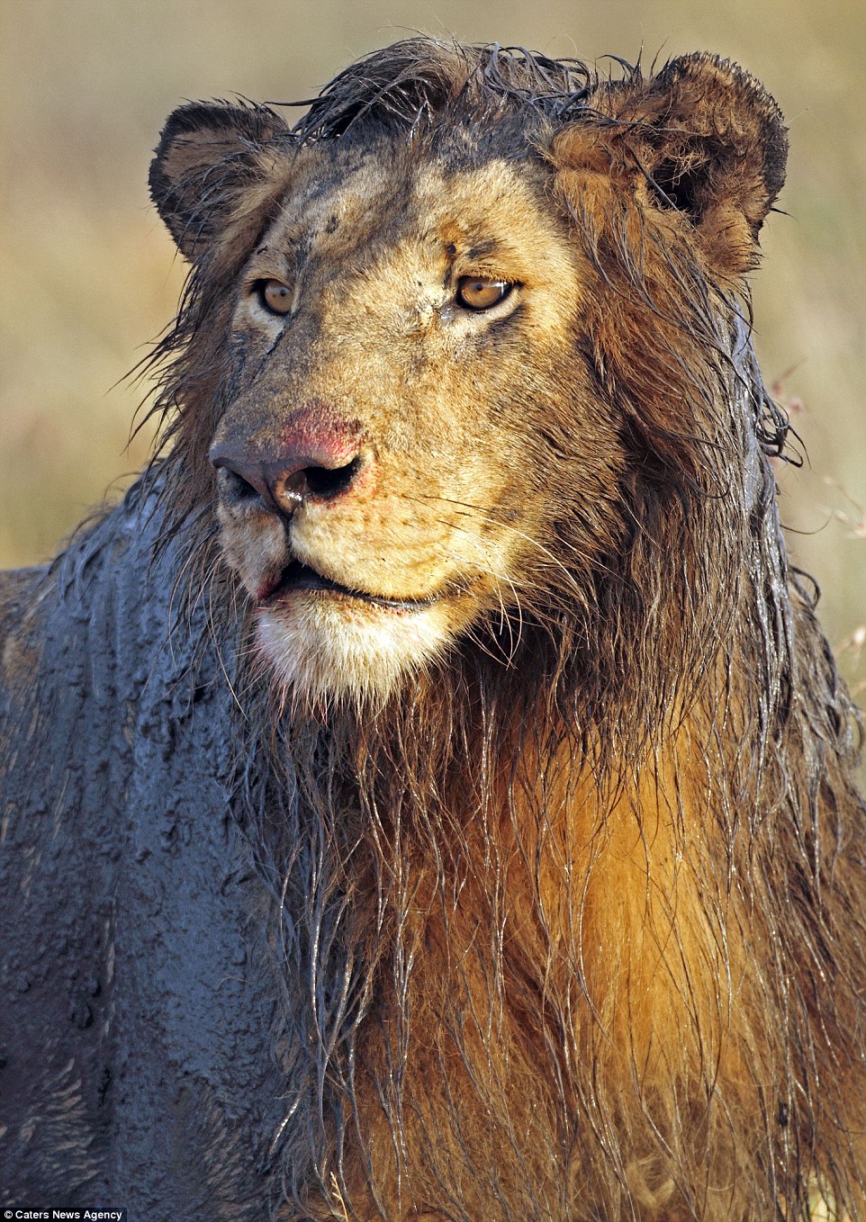 ����һĻ��������ʨ��ʳ����ʱˤ�á�����������