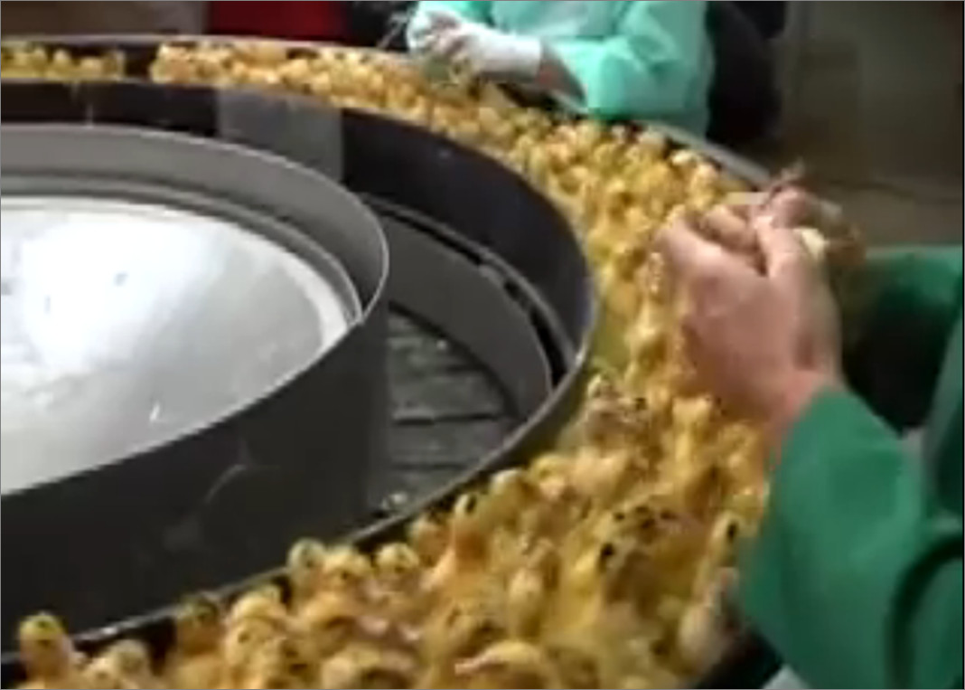 �������������Ĵ�Ѽ�����˵ģ���Ϊ����������Ѽ�������ϡ���θ����ֱ������������Ƴɶ�Ρ�