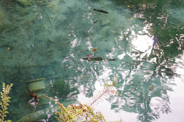 瑞士网友在湖中游玩拍到一条鳟鱼头部下方插着一把红色的瑞士军刀