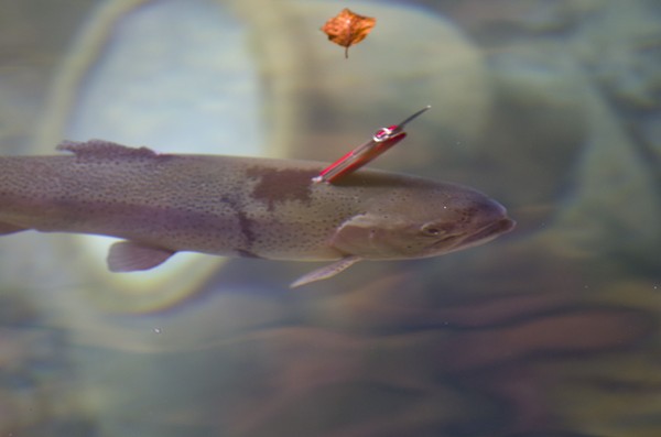 瑞士网友在湖中游玩拍到一条鳟鱼头部下方插着一把红色的瑞士军刀