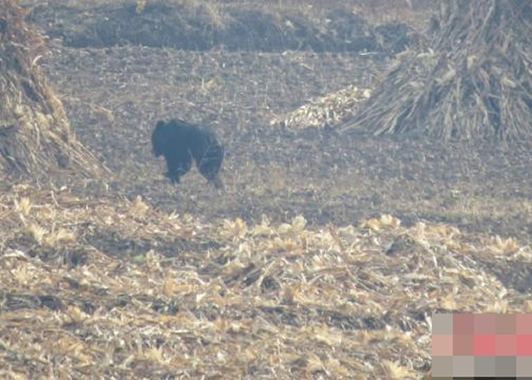 �������ջص�ɽ����