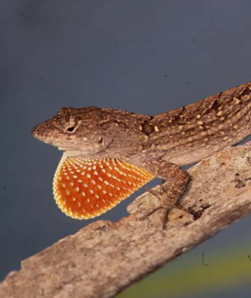 Anolis sagrei��Ƥ����