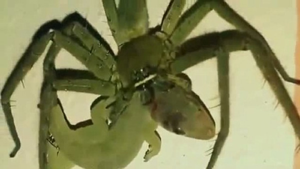 巨型蜘蛛捕食壁虎