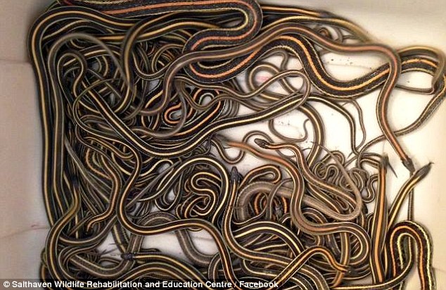 加拿大萨斯喀彻温省一户居民家中发现上百条束带蛇