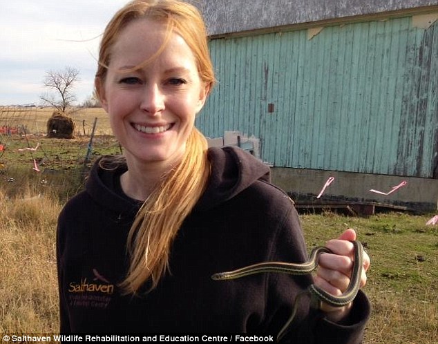 加拿大萨斯喀彻温省一户居民家中发现上百条束带蛇