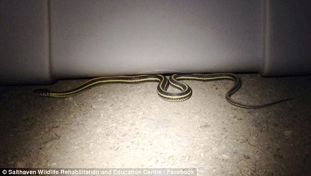 加拿大萨斯喀彻温省一户居民家中发现上百条束带蛇