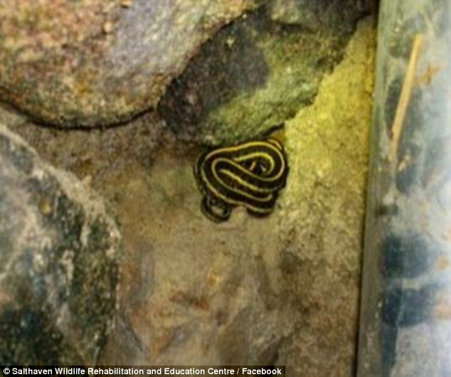 加拿大萨斯喀彻温省一户居民家中发现上百条束带蛇