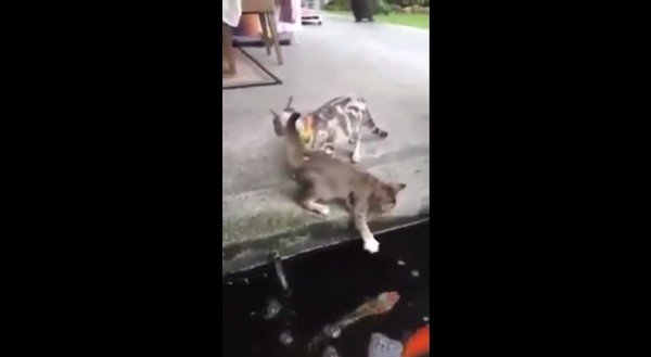 猫咪伸手想“摸鱼” 黑鲤跳出水面吓跑猫