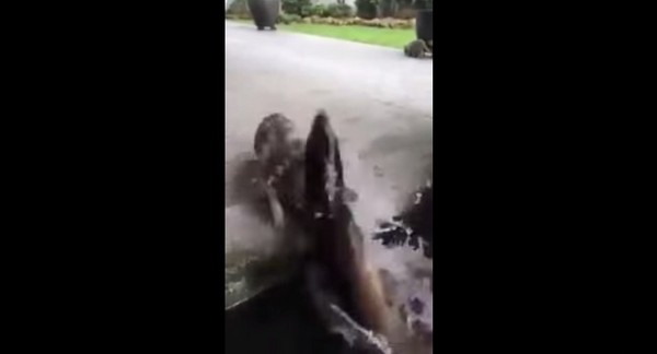 猫咪伸手想“摸鱼” 黑鲤跳出水面吓跑猫