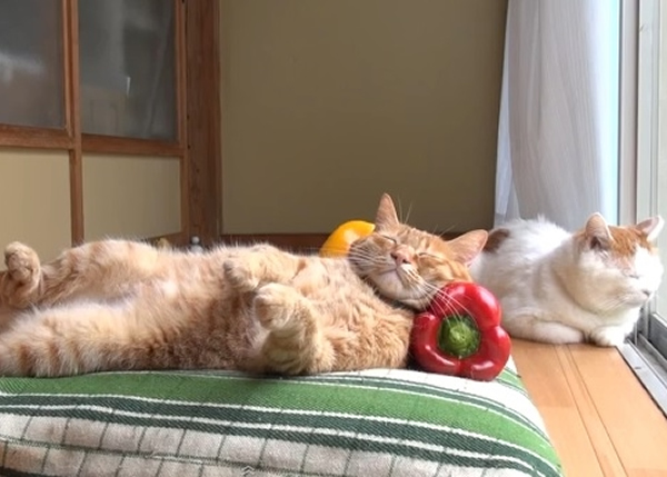 TyaTora(左)将辣椒当成枕头,在旁的小白亦眯着眼。