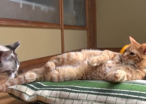 TyaTora(右)惊醒望着“不速之客”,后者亦头耷耷走开。