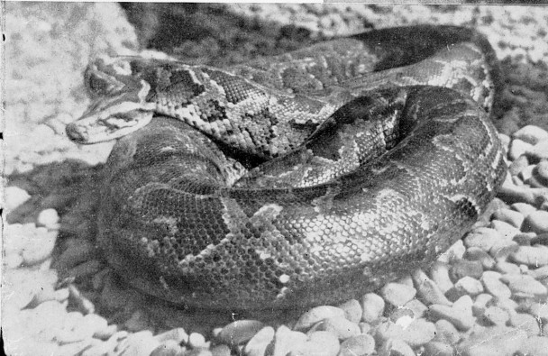 1922��һ�������ߴ���ˮ���ֵ��������Ὣ���ں�ë������ʳ����Ϊ��һֻ����Ϊ�ο������Ķ��