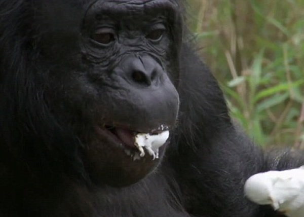 33��ĺ����ɿ���ϸ���޻���