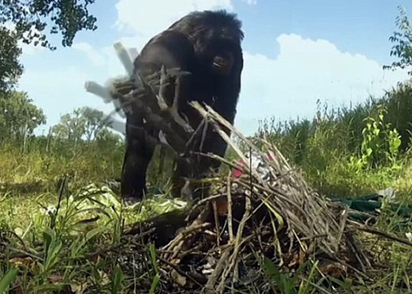 ��������ʰ��֦����