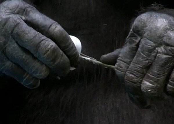 ����֦�����޻����Ѳ�������