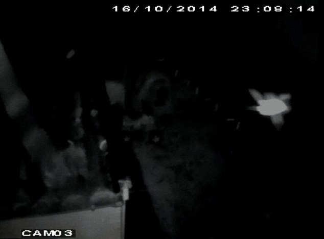 ��ɫ������״����˫����