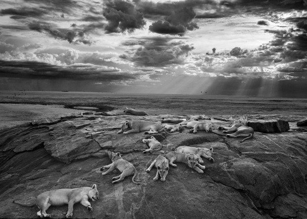 ��ƶ�ɭ׷��ʨȺ���꣬������������Ƭ��