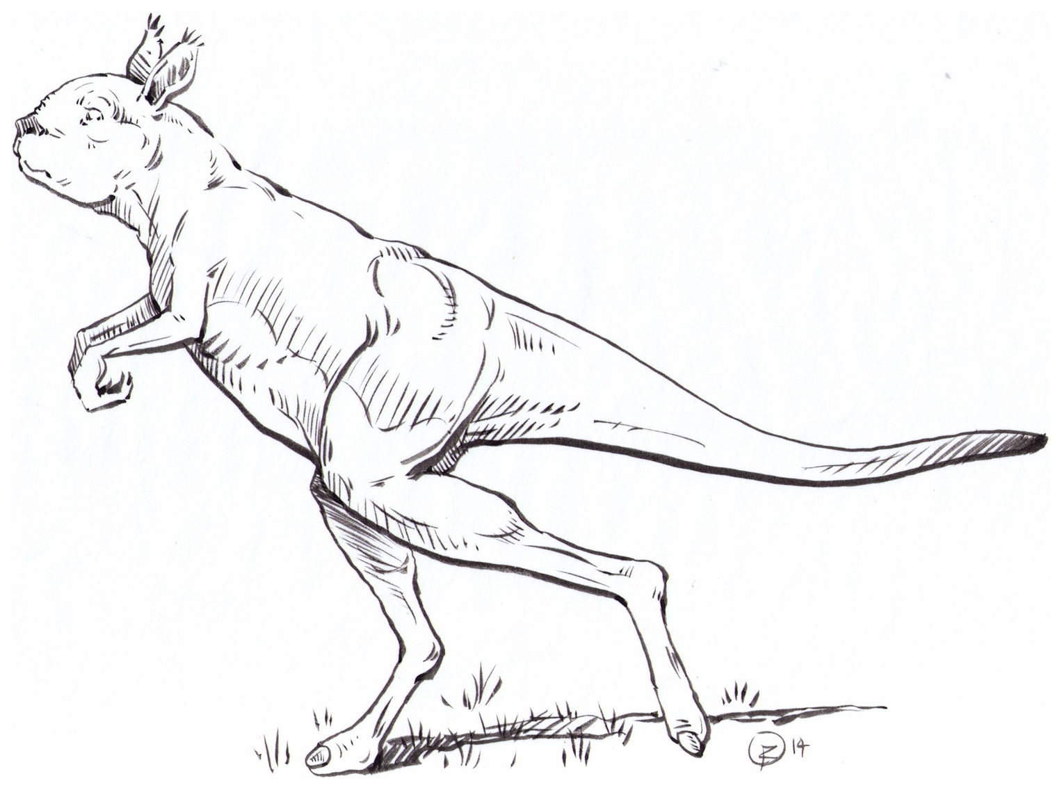 10万年前澳大利亚袋鼠与人类一样直立行走
