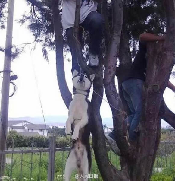 四川省西昌发生一起夸张虐狗事件