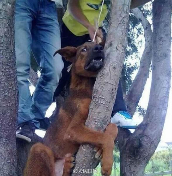 四川省西昌发生一起夸张虐狗事件