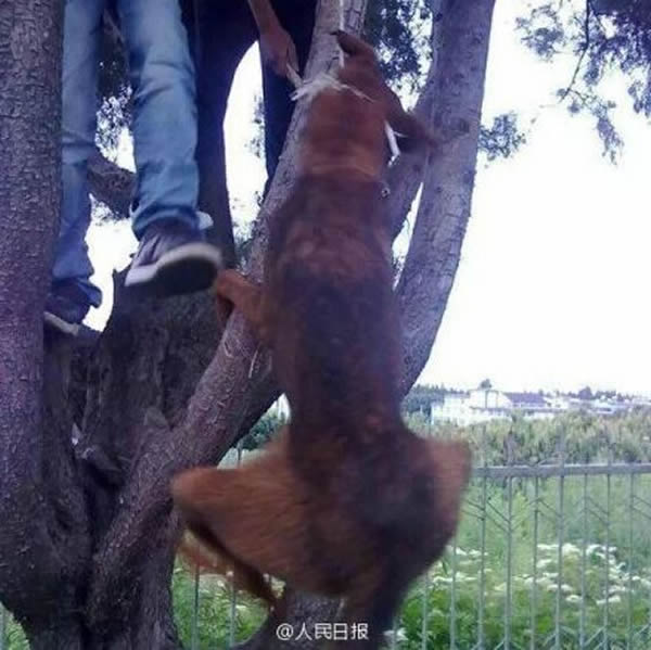 四川省西昌发生一起夸张虐狗事件 - 神秘的地球